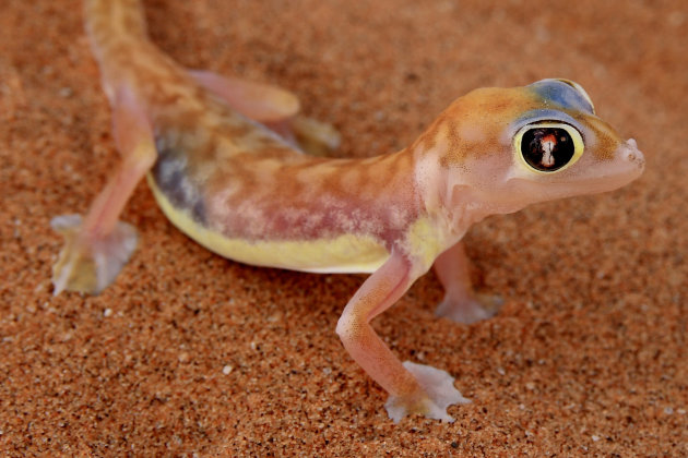 Gekko