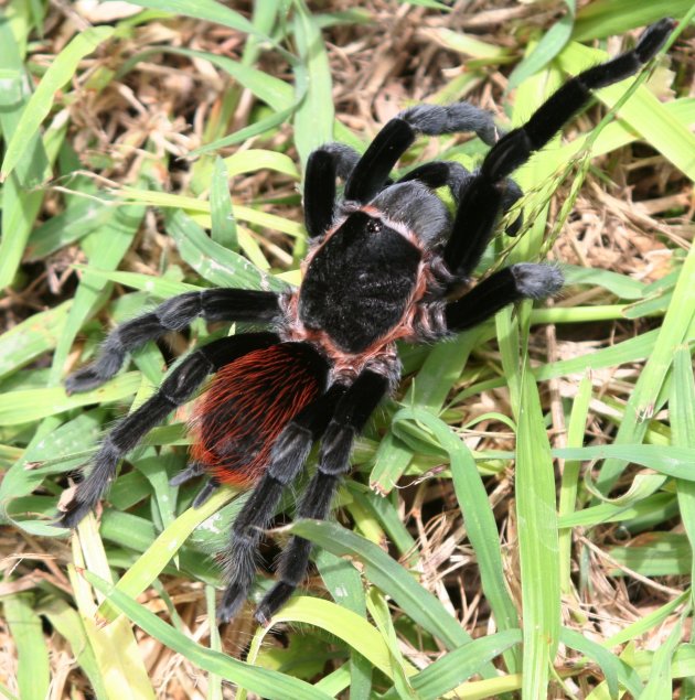 Tarantula