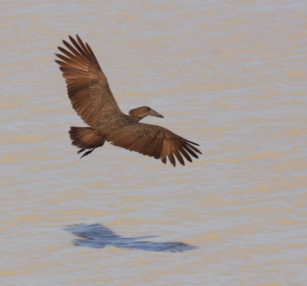 Hamerkop vogel