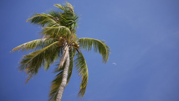 Palmboom en de maan