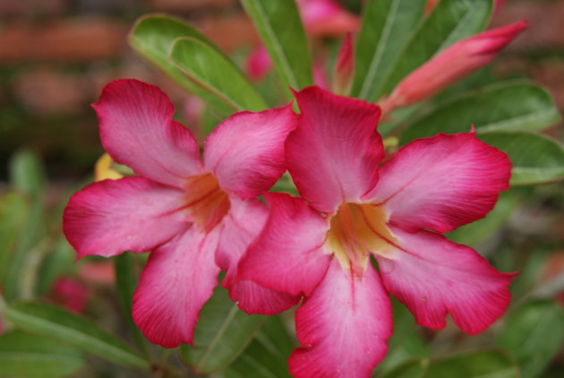 bloemen in Thailand