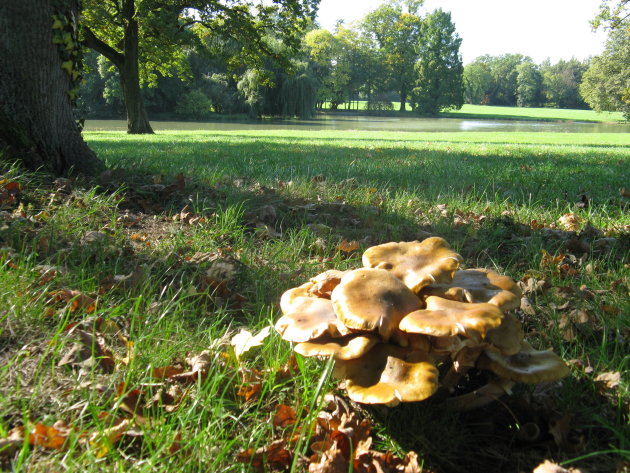 wilde paddestoel in het 'getemde' park Schoenbusch te Aschaffenburg