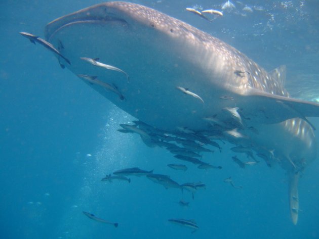 Walvishaai gespot tijdens duik op Koh Tao