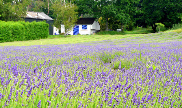 Jersey Lavendel