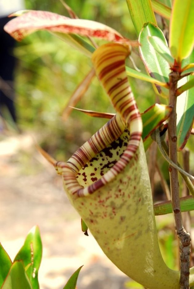 VLEESETENDE BEKERPLANT.