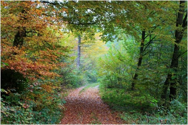 Prachtig gekleurd herfstbos