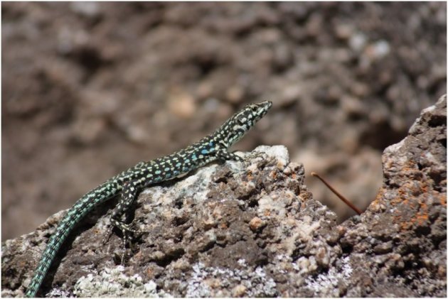 Muurhagedis in Corsica