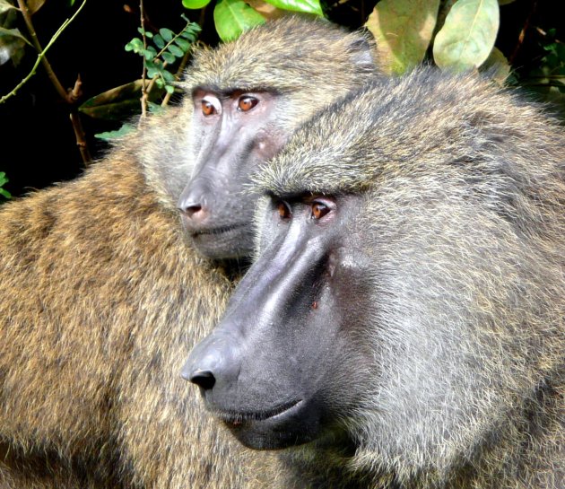 Baboons