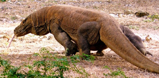 Komodo Dragon