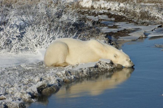 de cyclus van de ijsbeer: vrouwtje wacht op de winter om haar jongen te kunnen baren