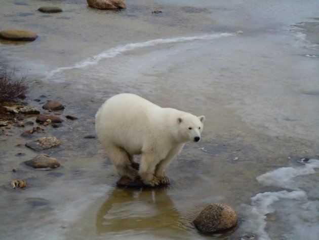 Een prachtig ijsbeer vrouwtje poseert voor ons