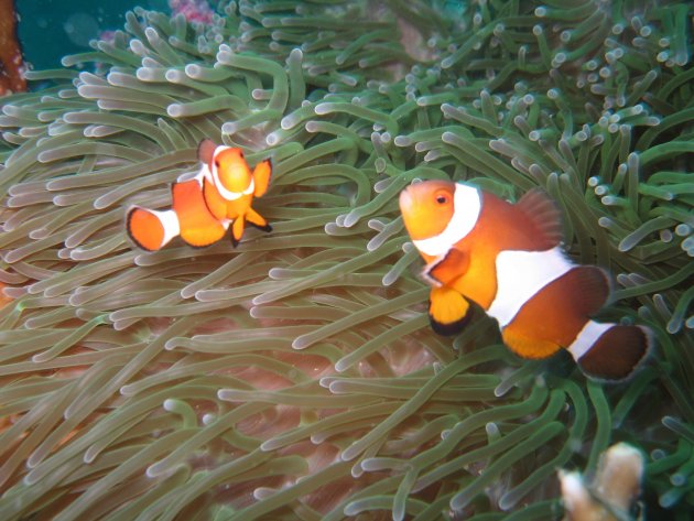 twee anno, annemo, annonieme vissen (clown fish)