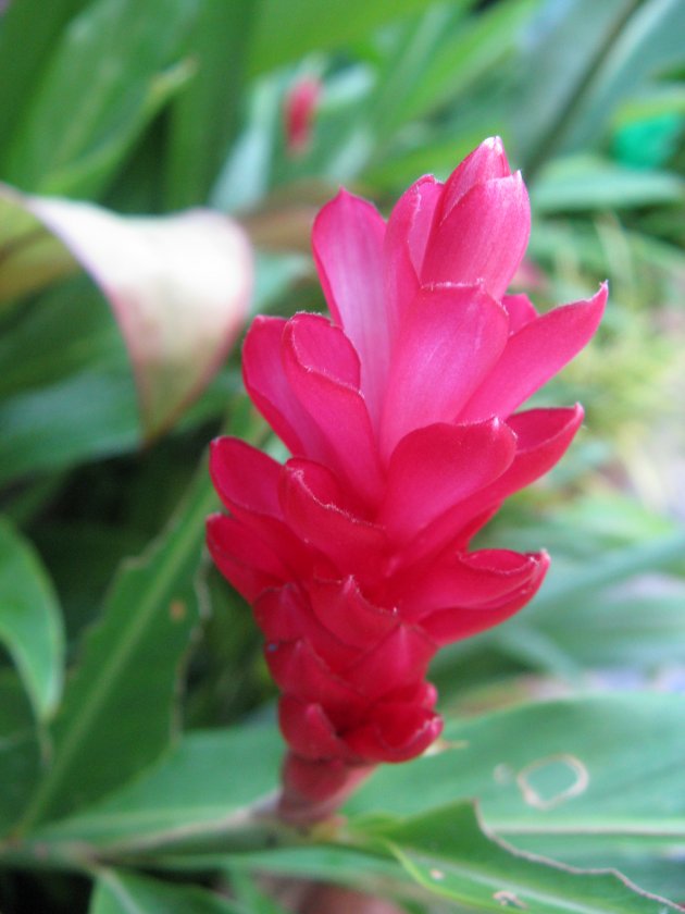 Tropische bloem
