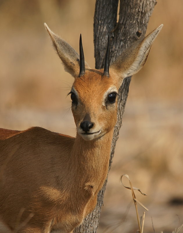 Steenbokje