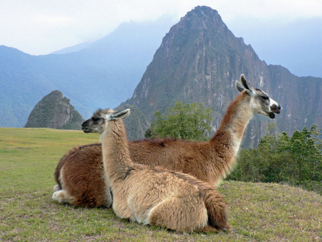 Lama's bij de Machu Picchu