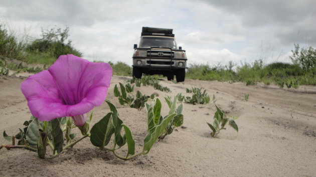 Bloem in de Kalahari