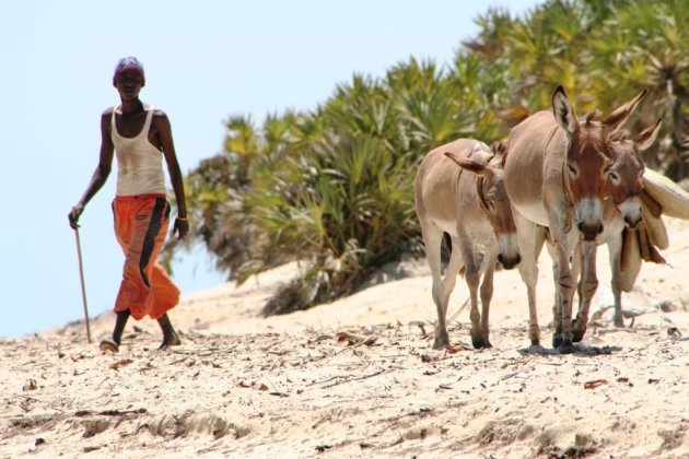 Kenia - Lamu Island - Shella beach. Alle transport gaat per ezel 