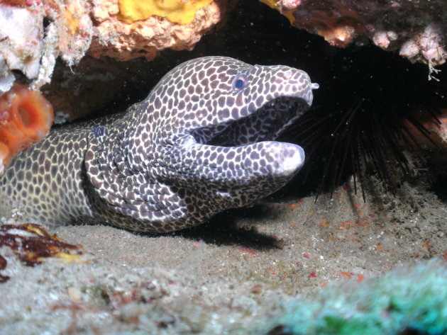 Honeycomb morray eel showing of in front of the camera