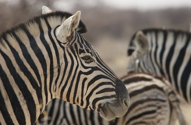 Burchell zebra