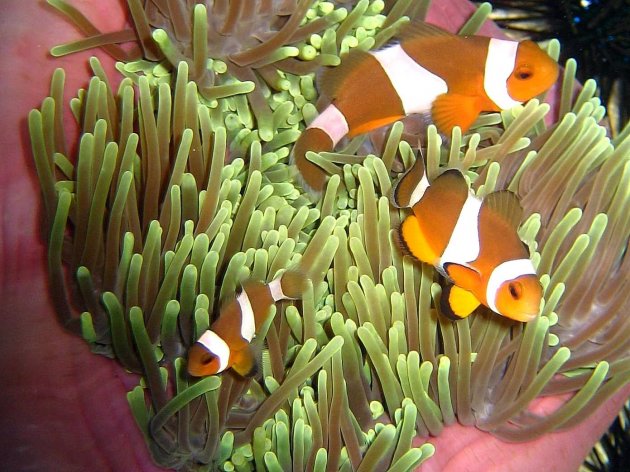 Familie Nemo