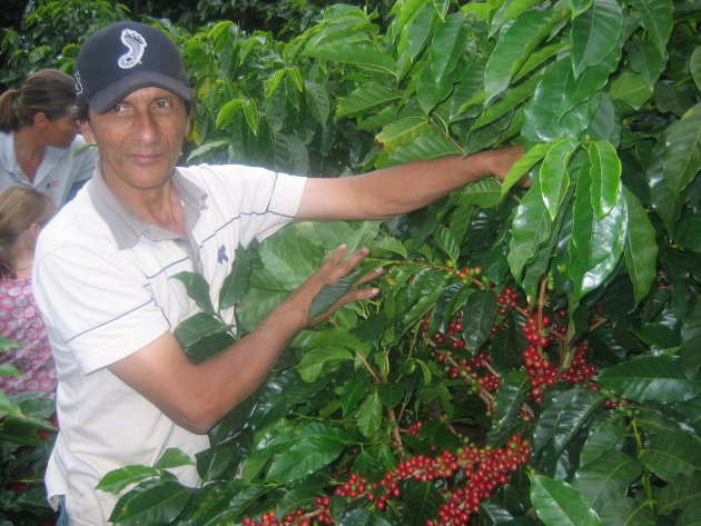 een koffiebonenplantage