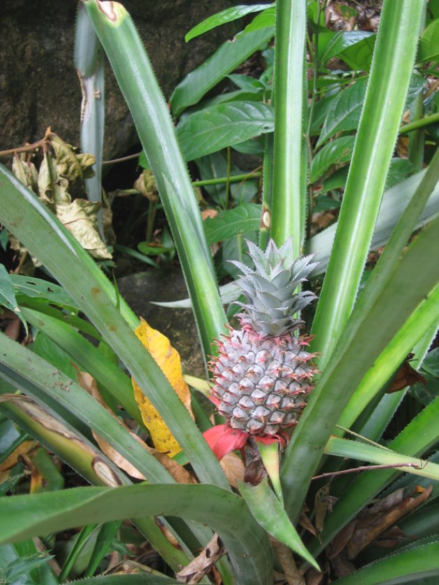 Ananas