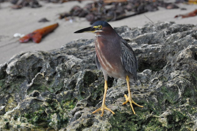 green Herron