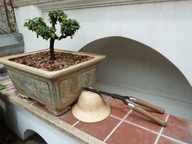 Bonsai boompje bij het het Koninklijk Paleis in Bangkok