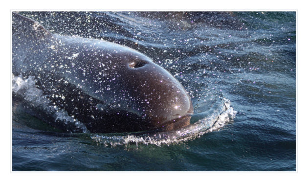 Pilot Whale