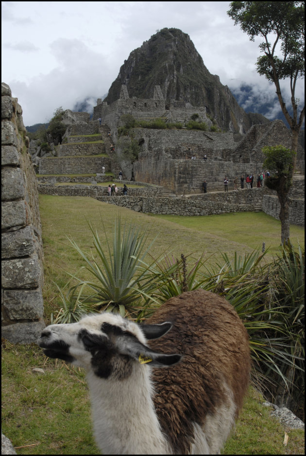 Machu Picchu Lama!