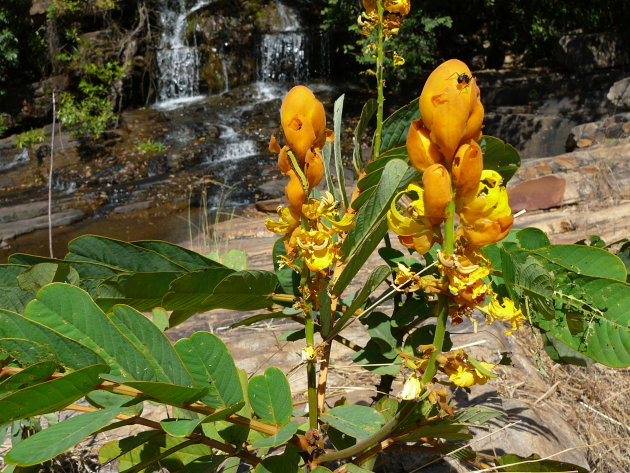 lupine-achtige bij de watervallen van Kota