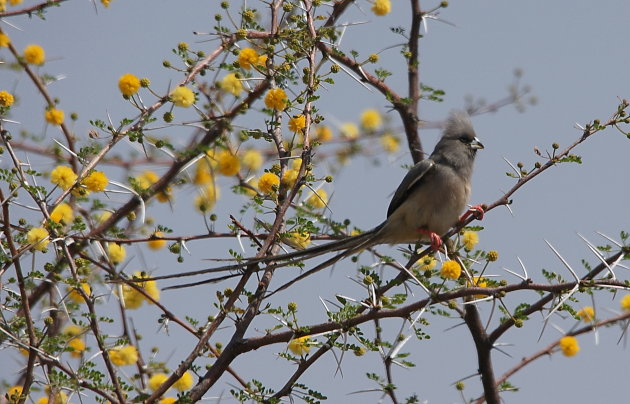 Muisvogel