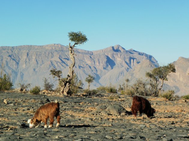 Ochtend in Jebel Shams