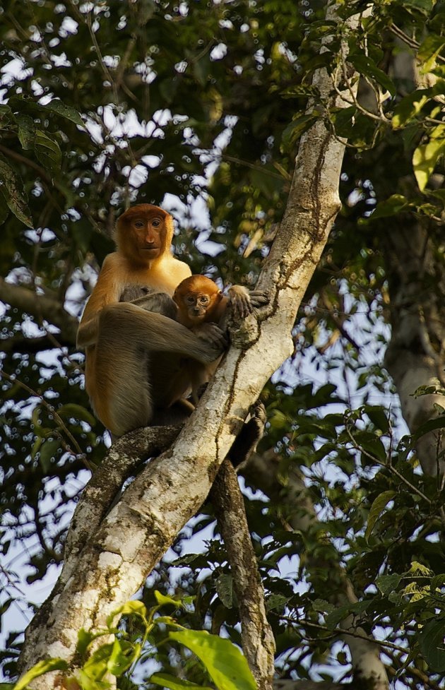 Probiscus Monkeys