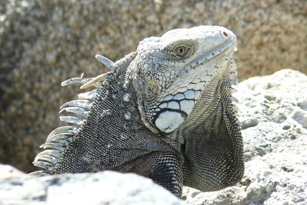 Leguaan in de zon op Aruba