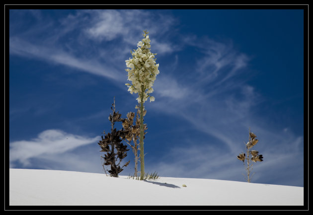 Yucca elata