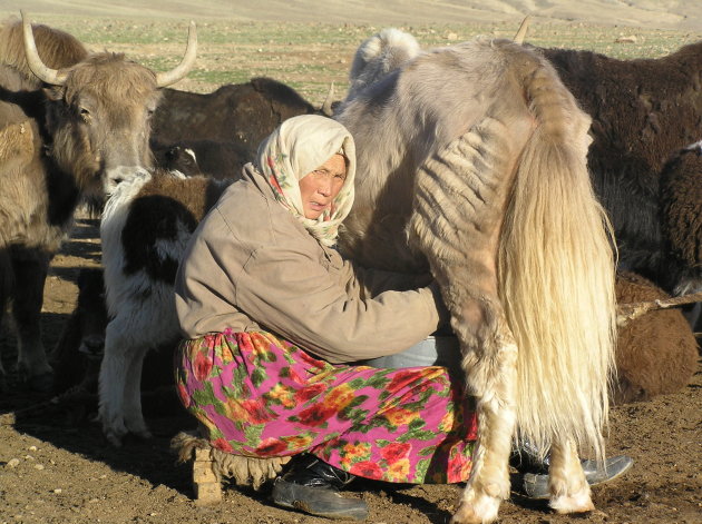 yaks melken in Tadzjikistan