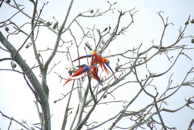 Ara's in hun favoriete bomen aan het strand in de Osa Peninsula, Costa Rica