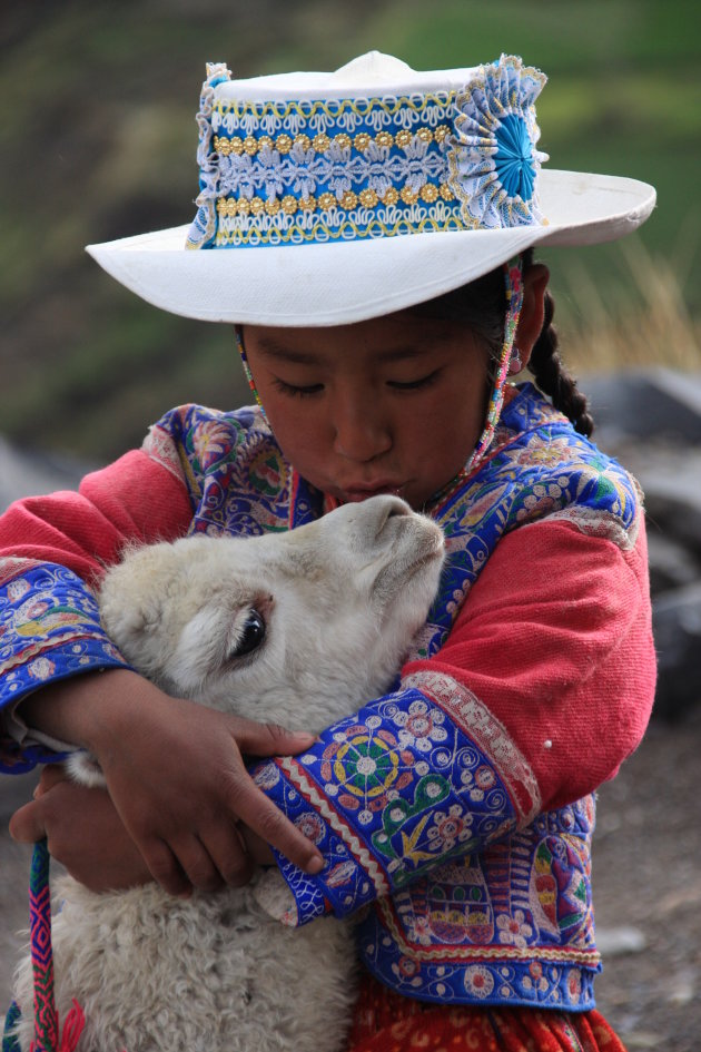 Kissing Alpaca