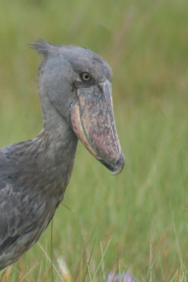 schoenbekooievaar