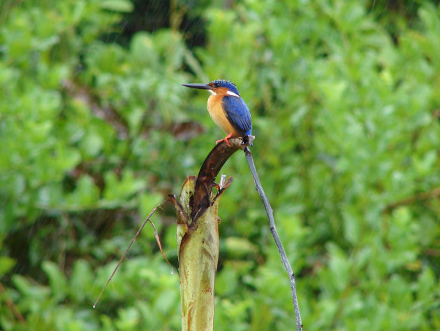 Kingfisher in de regen