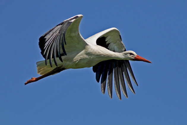 ooievaar in vlucht