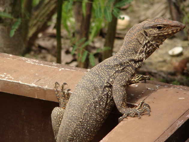 Monitor lizard in het park in Kuala Lumpur