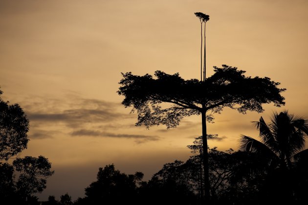 Borneo Tree Top