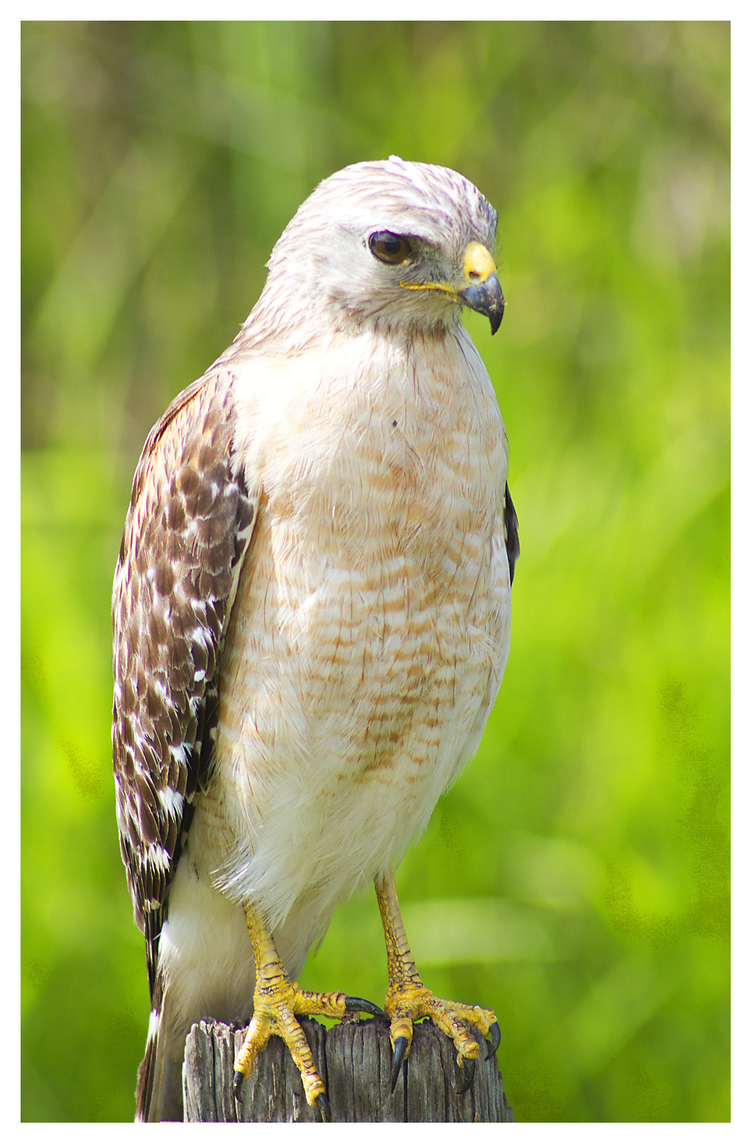 Images Of Hawks In Florida