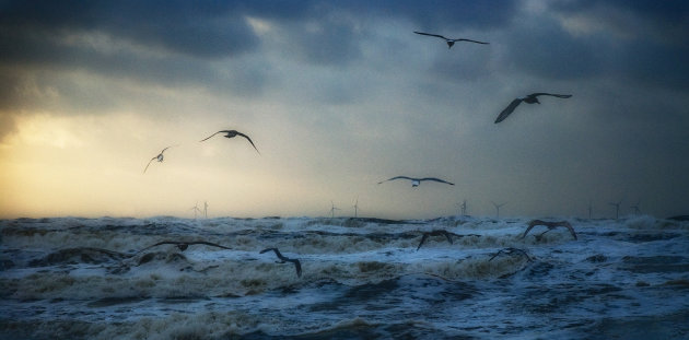 Woeste zee met meeuwen en windmolens