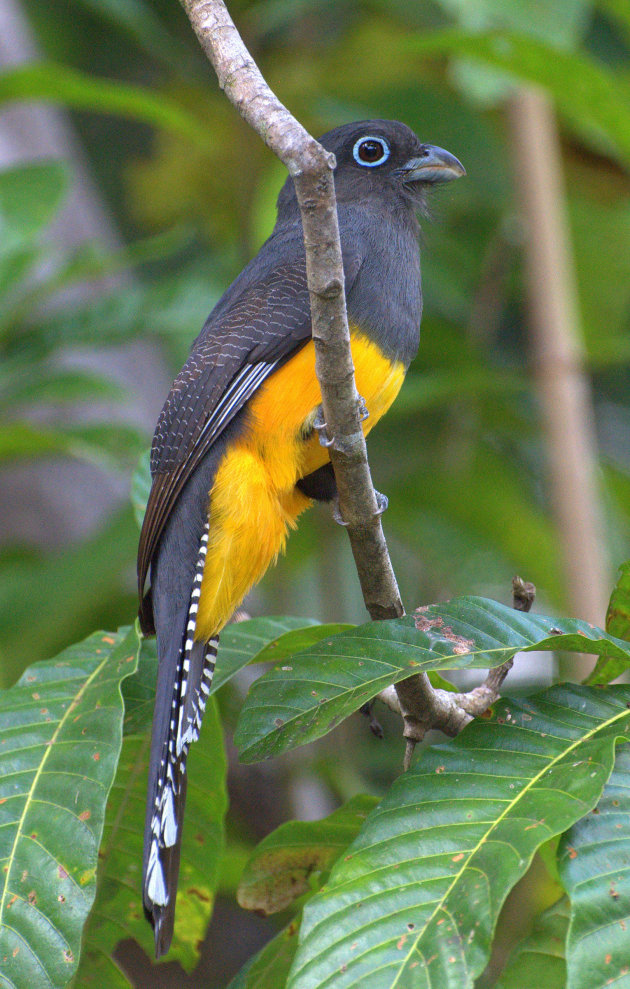 trogon