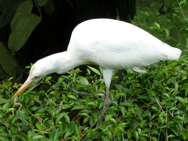 Vogel in Kuala Lumpur vogeltuin