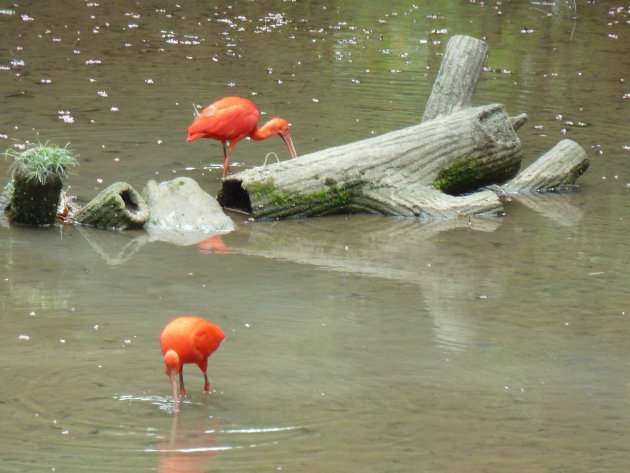 Ibis in de vogeltuin van Kuala Lumpur