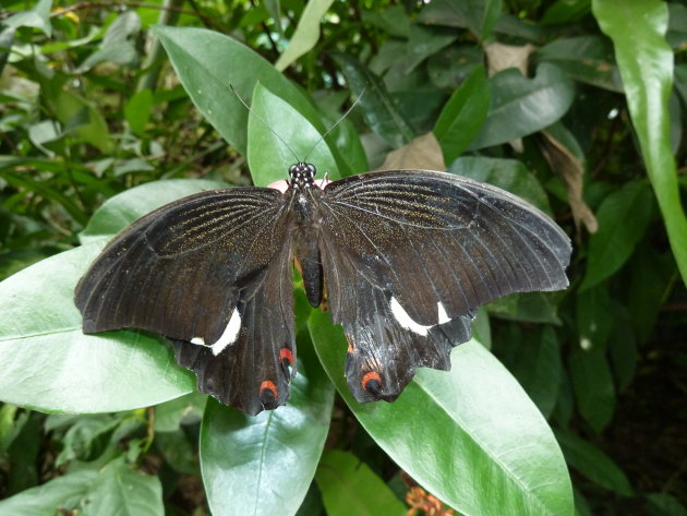 Vlinder in Kuala Lumpur vlindertuin